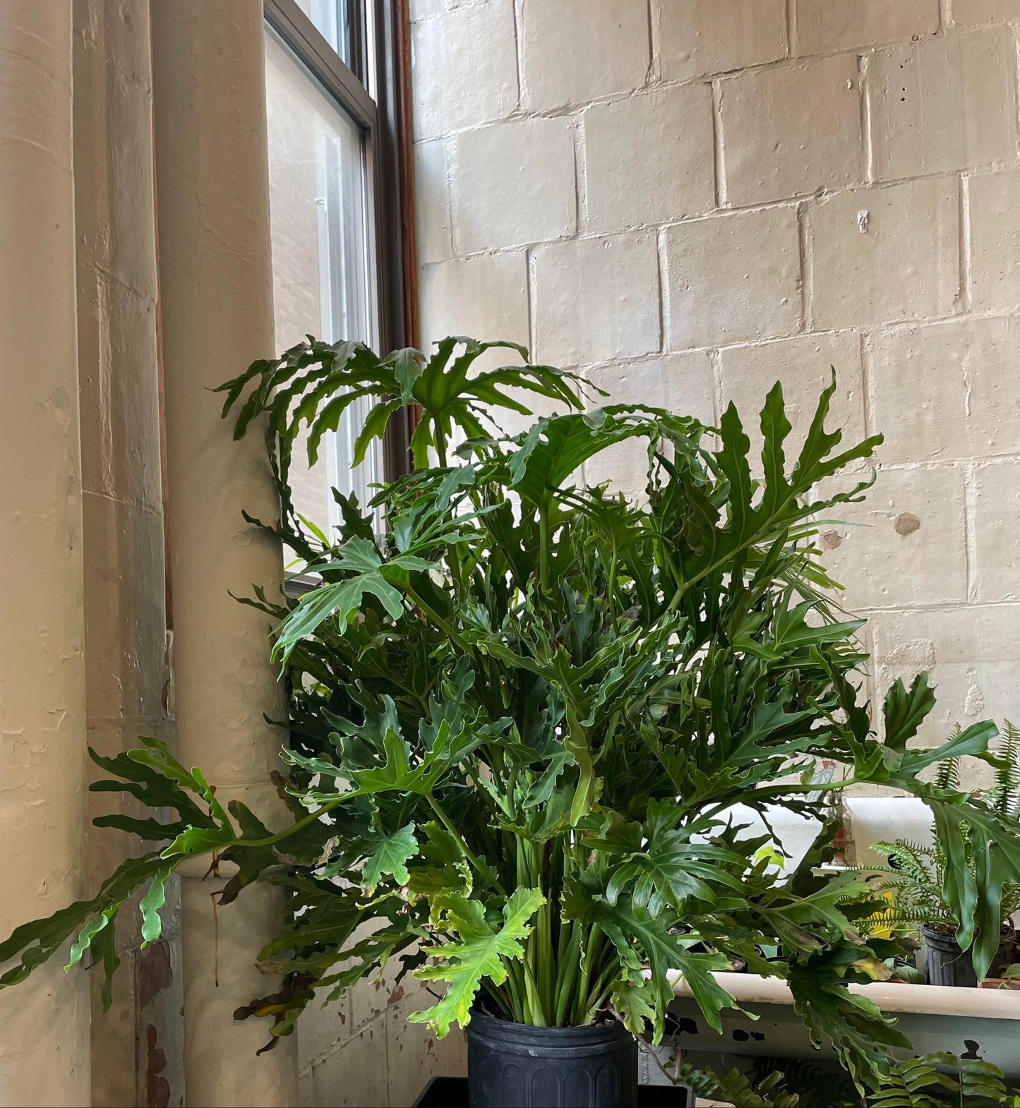 Philodendron Selloum