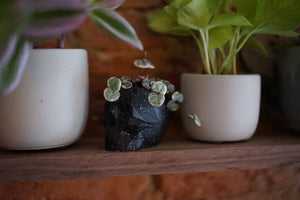 Skull Planter by The Concrete Letter - Greenly Plant Co