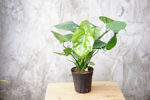Open image in slideshow, Monstera Deliciosa &#39;Philodendron Splitleaf&#39; - Greenly Plant Co
