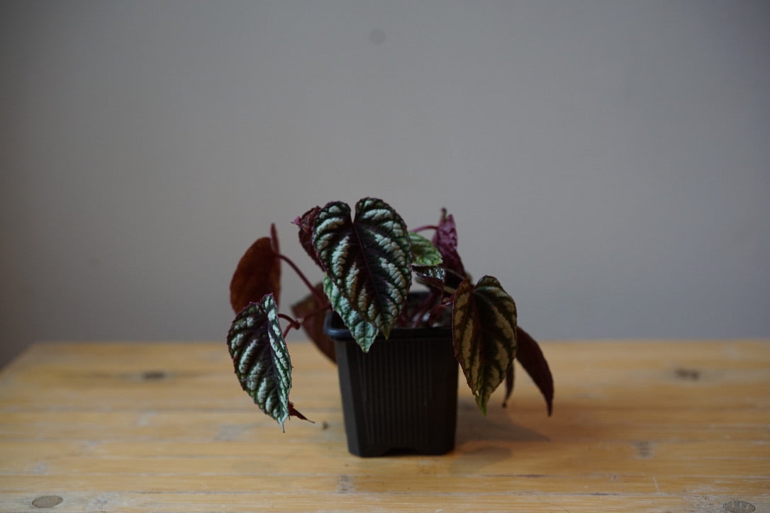 Cissus Discolor - Greenly Plant Co