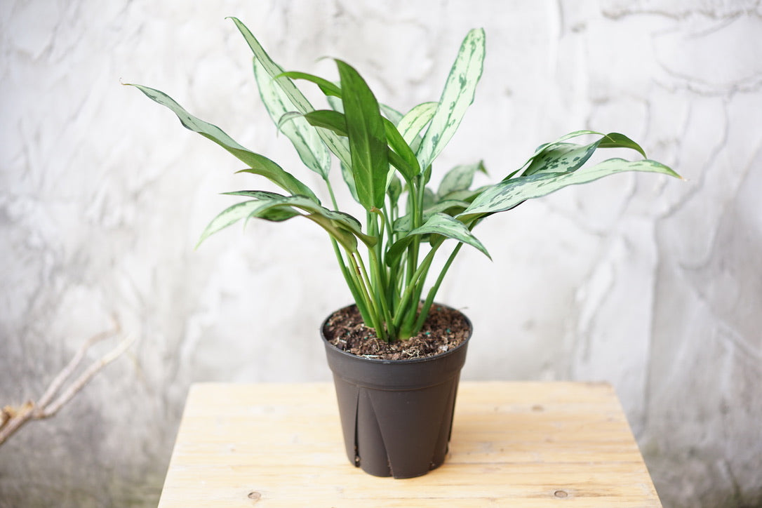 Aglaonema Cutlass - Greenly Plant Co