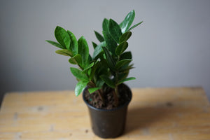 Open image in slideshow, ZZ Plant - Greenly Plant Co
