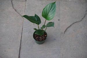 Homalomena 'Emerald Gem' - Greenly Plant Co