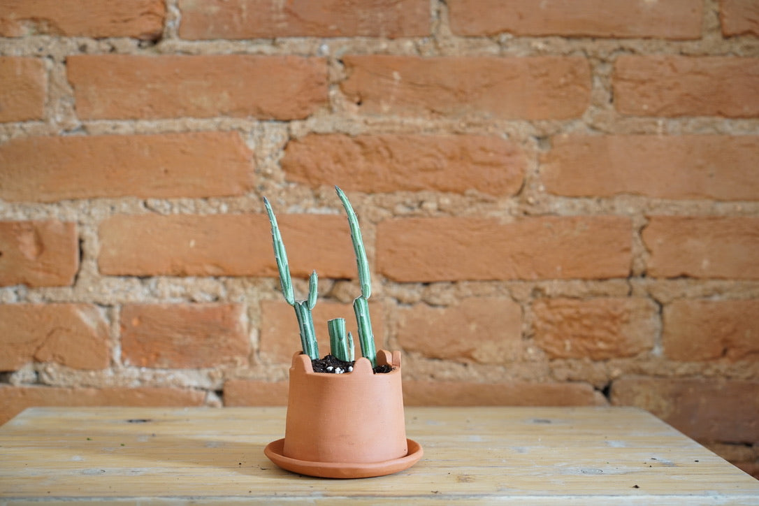 Castle Wall Planter by Curious Clay - Greenly Plant Co