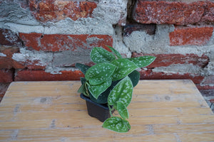 Scindapsus Pictus 'Silver Pothos' - Greenly Plant Co