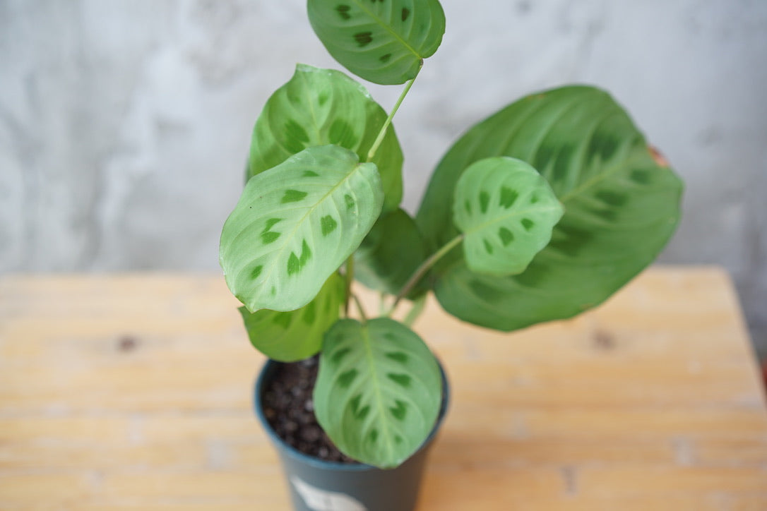 Maranta Leuconeura 'Green Prayer Plant' - Greenly Plant Co