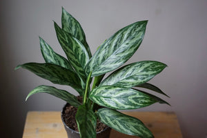 Aglaonema Star of India - Greenly Plant Co