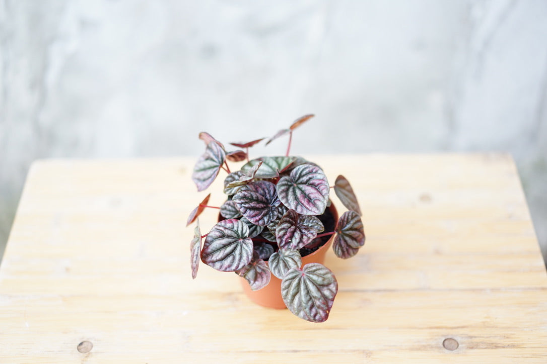Peperomia Caperata 'Ruby Ripple' - Greenly Plant Co