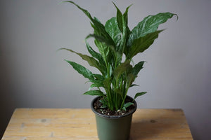 Open image in slideshow, Spathiphyllum Domino &#39;Variegated Peace Lily&#39; - Greenly Plant Co
