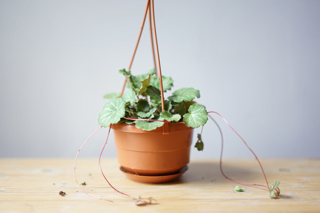 Strawberry Begonia - Greenly Plant Co
