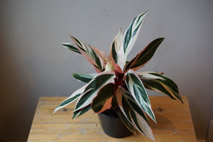 Stromanthe Triostar - Greenly Plant Co