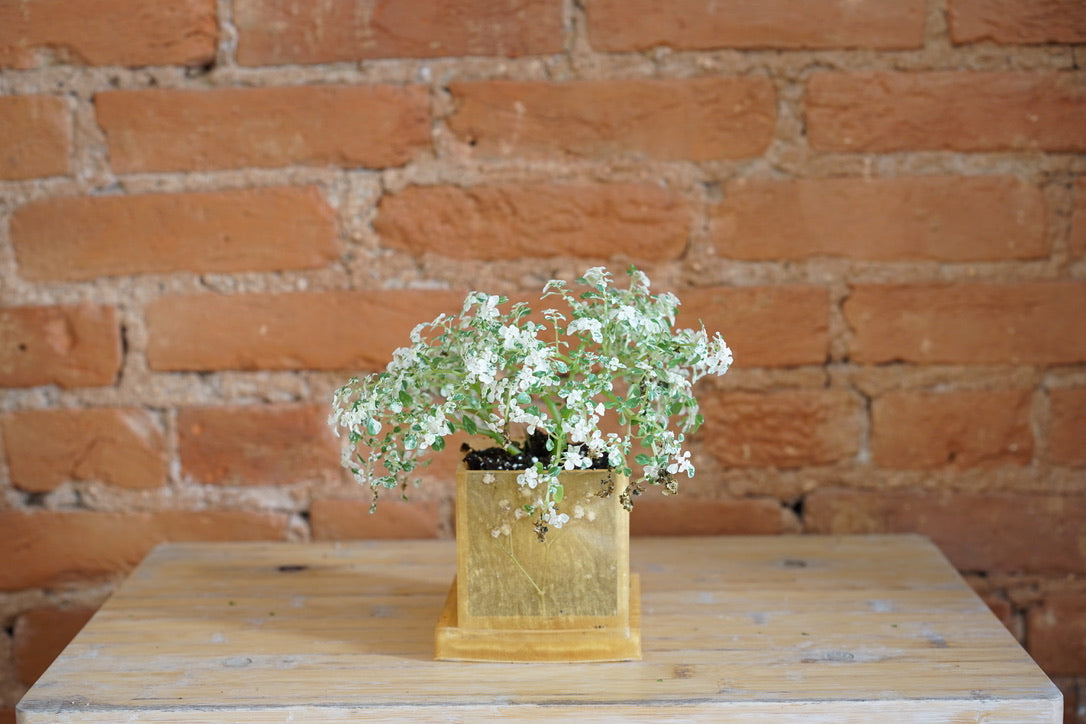 Baby's Breath Cube Planter by Growies Planter - Greenly Plant Co