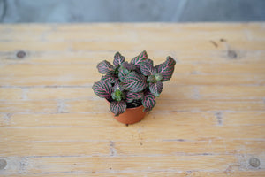 Open image in slideshow, Fittonia Pink - Greenly Plant Co
