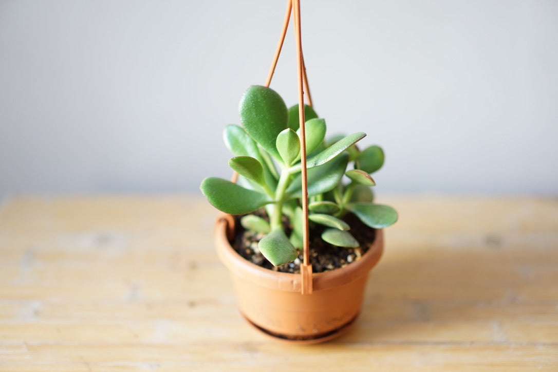 Crassula Ovata 'Jade Plant' - Greenly Plant Co