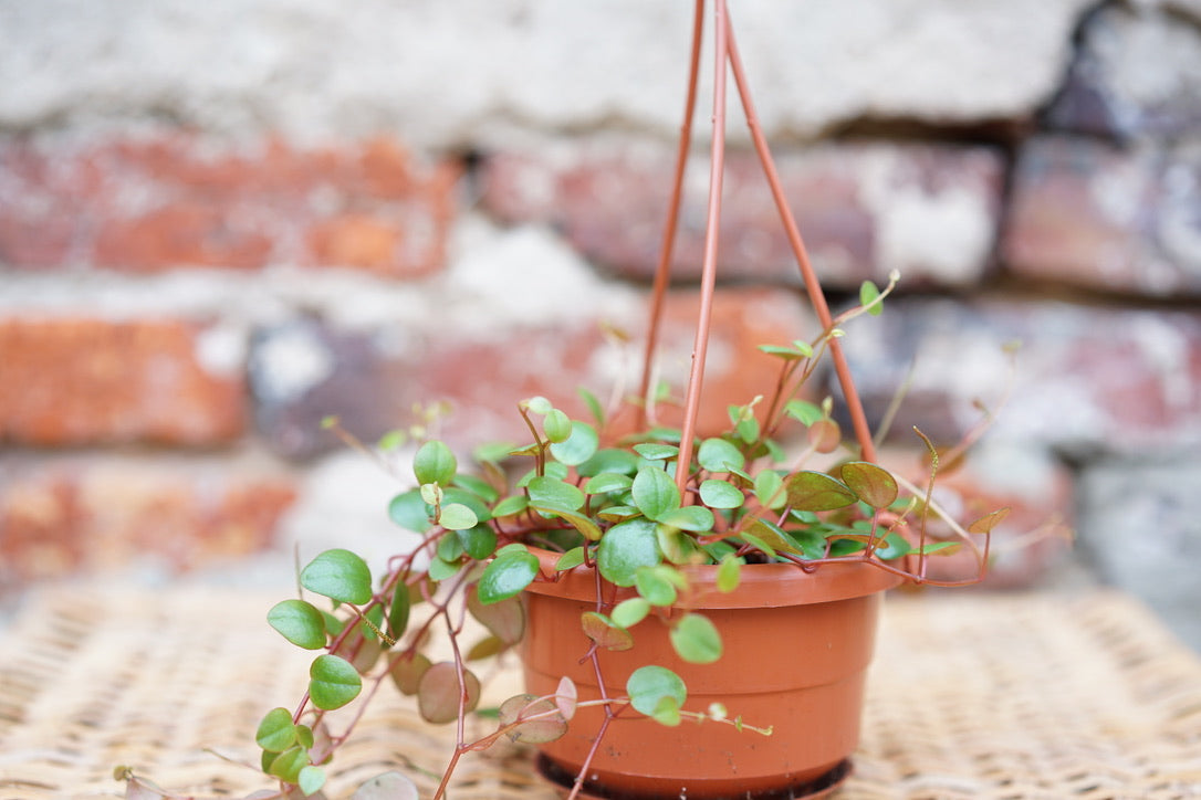 Peperomia Pepperspot - Greenly Plant Co