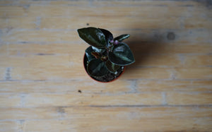 Peperomia Mettalica - Greenly Plant Co