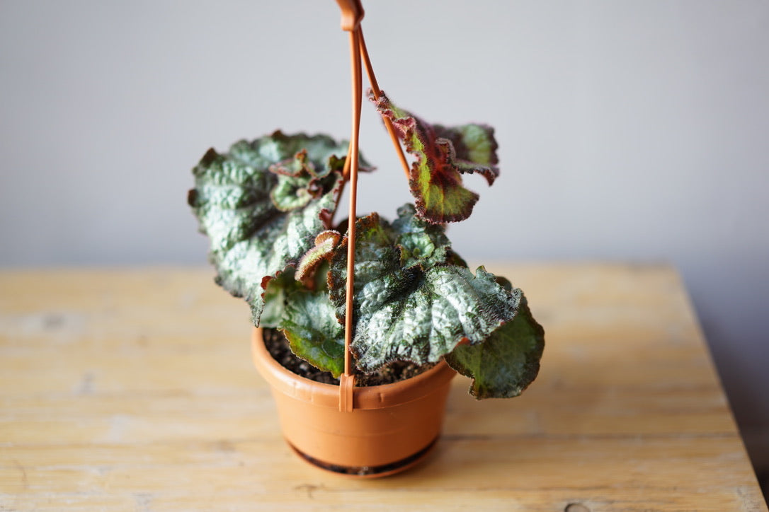 Rex Begonia 'Escargot' - Greenly Plant Co