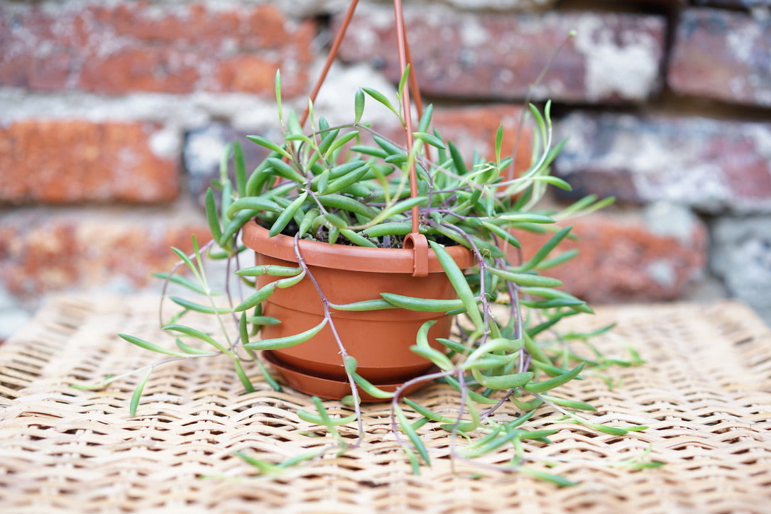 Othonna capensis 'Ruby Neckless' - Greenly Plant Co