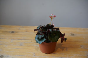 Begonia 'Mo Reece' - Greenly Plant Co