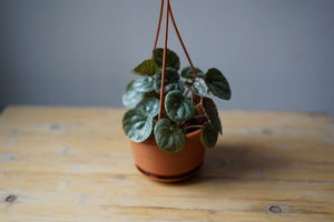 Peperomia 'Platinum Ripple' - Greenly Plant Co