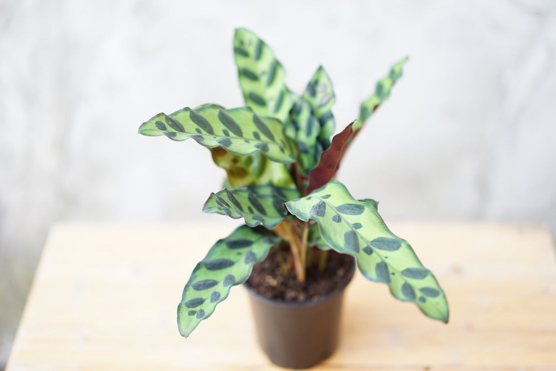 Calathea Lancifolia 'Rattlesnake Plant' - Greenly Plant Co