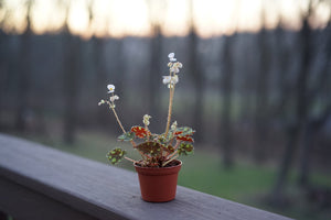 Begonia 'Little Darling' - Greenly Plant Co