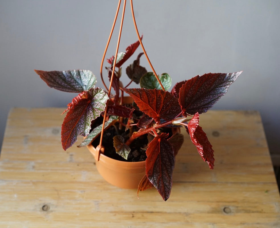 Angel Wing Begonia - Greenly Plant Co