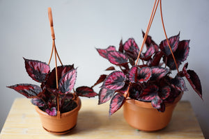 Rex Begonia 'Red Kiss' - Greenly Plant Co