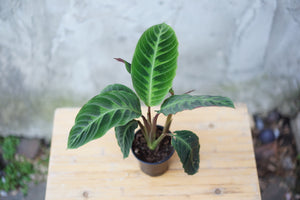 Open image in slideshow, Calathea Warscewiczii - Greenly Plant Co
