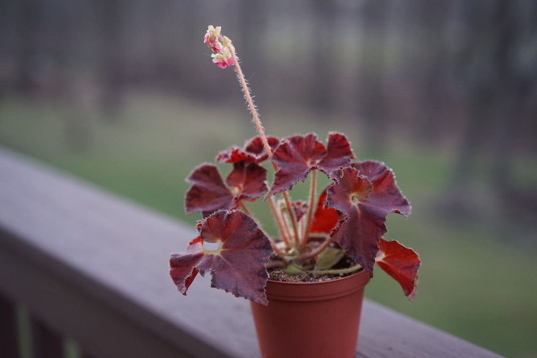 Begonia 'Autumn's Best' - Greenly Plant Co