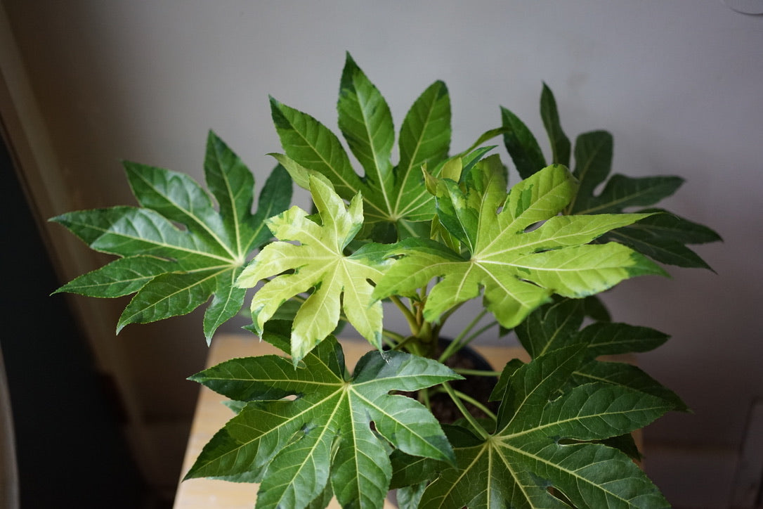 Fatsia Camouflage - Greenly Plant Co