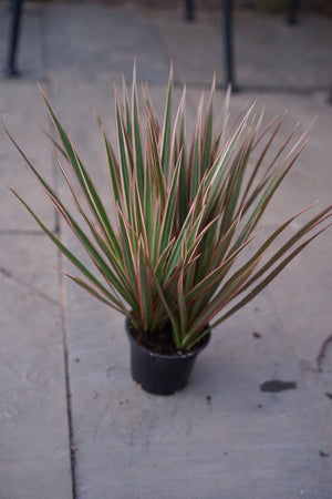 Dracaena Bicolor - Greenly Plant Co