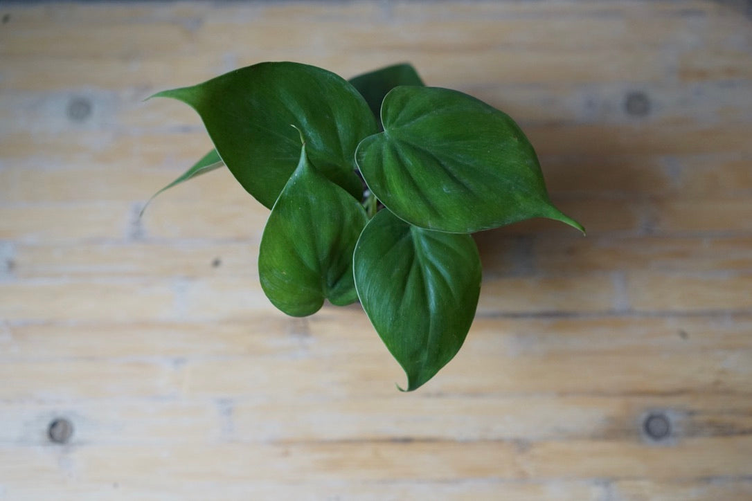 Philodendron Hederaceum 'Heartleaf' - Greenly Plant Co