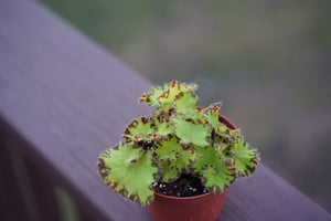 Begonia 'Baby Dress' - Greenly Plant Co