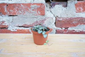 Open image in slideshow, Ceropegia Woodii &#39;String of Hearts&#39; - Greenly Plant Co
