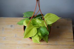 Philodendron Lemon Lime - Greenly Plant Co