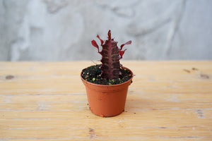 Euphorbia Trigona Rubra - Greenly Plant Co