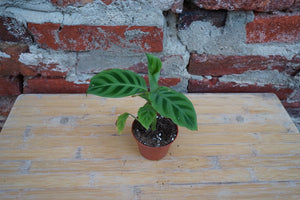 Calathea Zebrina - Greenly Plant Co