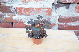 Open image in slideshow, Oxalis Vulcanicola &#39;Lucky&#39; - Greenly Plant Co
