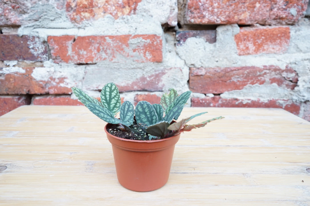 Pellionia Pulchra 'Watermelon Vine' - Greenly Plant Co