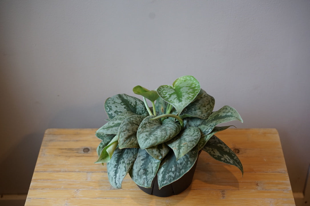 Scindapsus Silver Satin - Greenly Plant Co