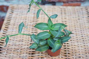 Callisia Elegans 'Variegated Puppy Ears' - Greenly Plant Co