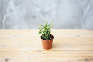 Rhipsalis Burchellii 'Mistletoe Cactus' - Greenly Plant Co