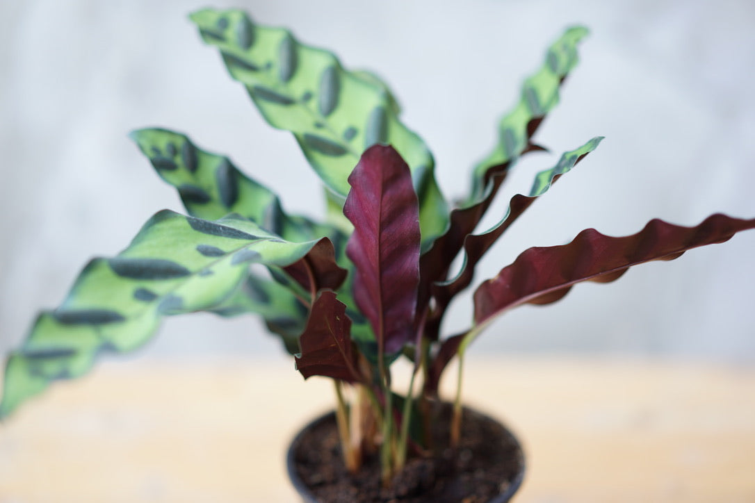 Calathea Lancifolia 'Rattlesnake Plant' - Greenly Plant Co