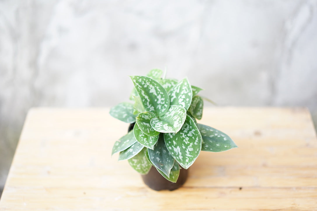 Scindapsus Pictus 'Silver Pothos' - Greenly Plant Co