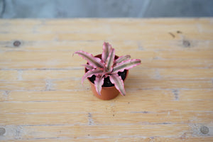 Cryptanthus - Greenly Plant Co