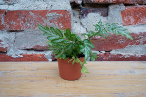 Open image in slideshow, Pteris Ensiformis &#39;Silver Lace Fern&#39; - Greenly Plant Co
