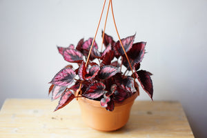 Open image in slideshow, Rex Begonia &#39;Red Kiss&#39; - Greenly Plant Co

