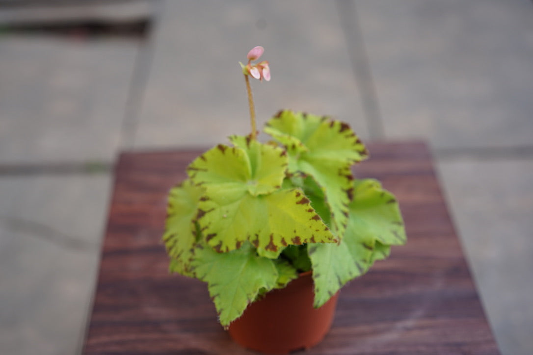 Begonia Golden Lime - Greenly Plant Co