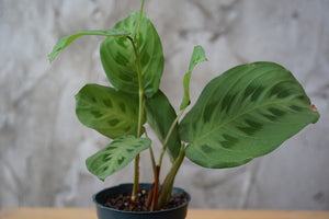 Maranta Leuconeura 'Green Prayer Plant' - Greenly Plant Co